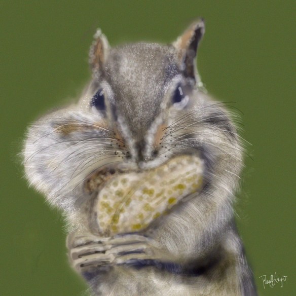 Chipmunk 